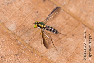 Dolichopodidae