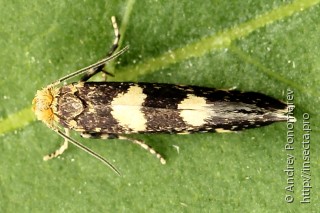 Имаго  (Lampronia corticella)