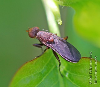 Pelidnoptera nigripennis