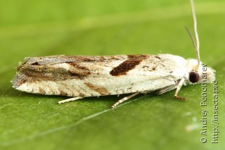 Eucosma tundrana