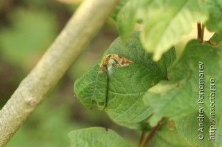 Acleris schalleriana