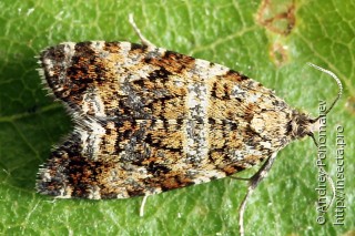 Phiaris palustrana