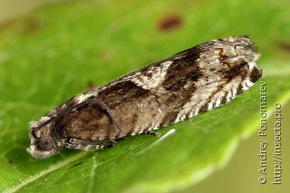 Rhopobota ustomaculana