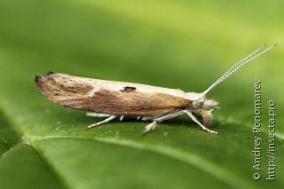 Ypsolopha falcella