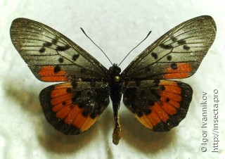 Самец  (Acraea egina)