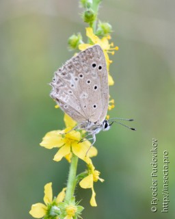 Polyommatus daphnis