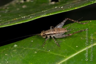 Orthoptera