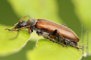Самка  Cortodera femorata