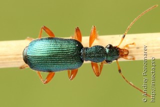 Drypta dentata