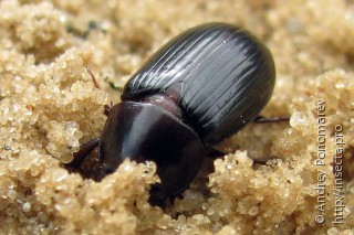 Acrossus rufipes