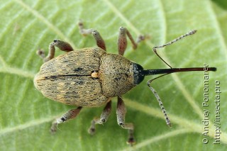 Curculio nucum