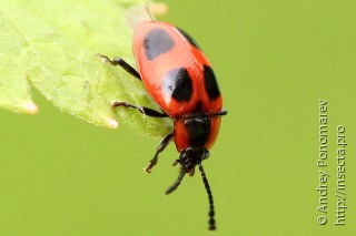 Endomychus coccineus