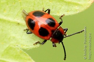 Endomychus coccineus