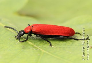 Pyrochroa coccinea