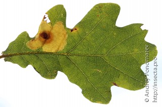 Tischeria dodonaea
