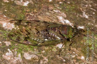 Cicadidae