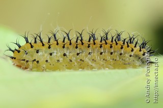 Periclista lineolata