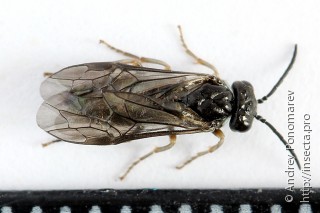 Periclista lineolata