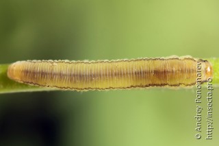 Pachyprotasis rapae