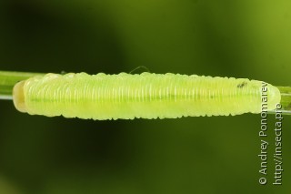 Aglaostigma fulvipes