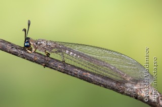 Myrmeleontidae
