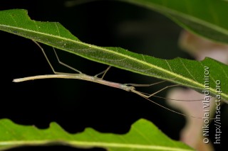 Phasmida
