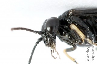 Endelomyia aethiops