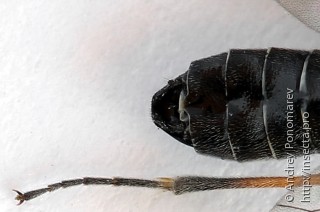 Dolerus vestigialis