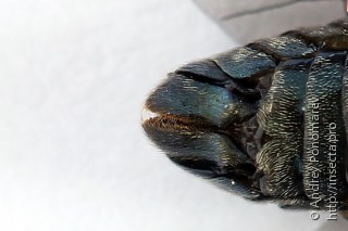 Arge gracilicornis
