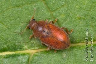 Coccidulinae