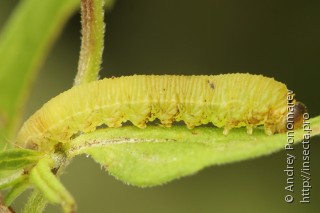 Macrophya sanguinolenta