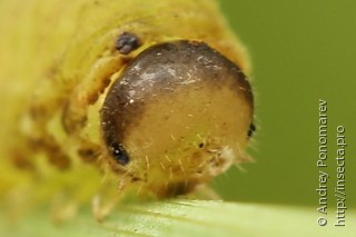 Macrophya sanguinolenta