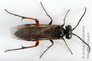 Macrophya sanguinolenta