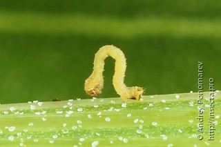 Eupithecia sinuosaria