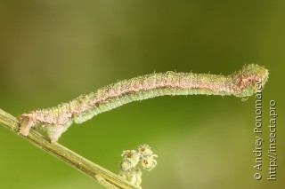 Eupithecia sinuosaria