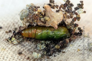 Eupithecia sinuosaria