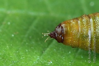 Eupithecia sinuosaria