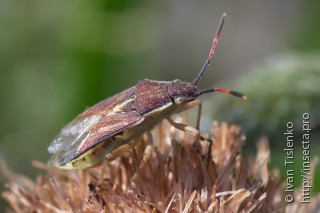 Личинка  Maccevethus corsicus