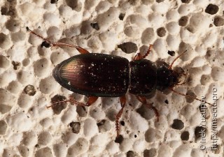 Harpalus affinis