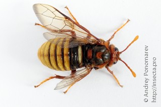 Cimbex luteus