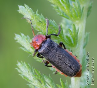 Cantharis rustica