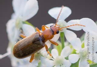 Orsodacne cerasi