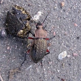 Carabus cancellatus