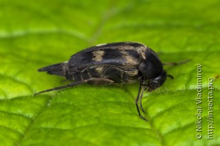 Tomoxia bucephala