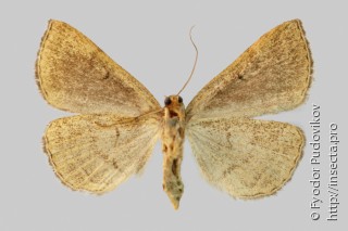 Zanclognatha lunalis