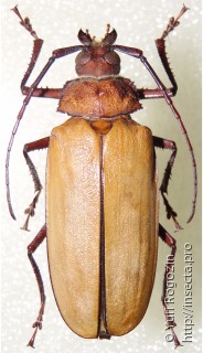 Самка  Agrianome loriae