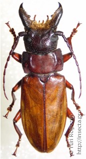 Самец  Archetypus fulvipennis