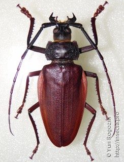 Ctenoscelis coeus