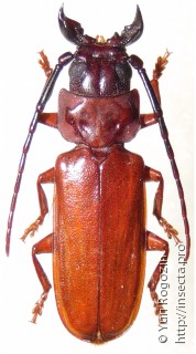 Самец  Eurypoda parandraeformis
