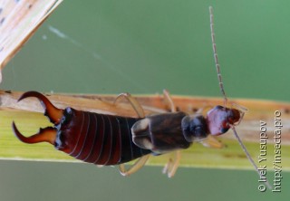 Forficula auricularia